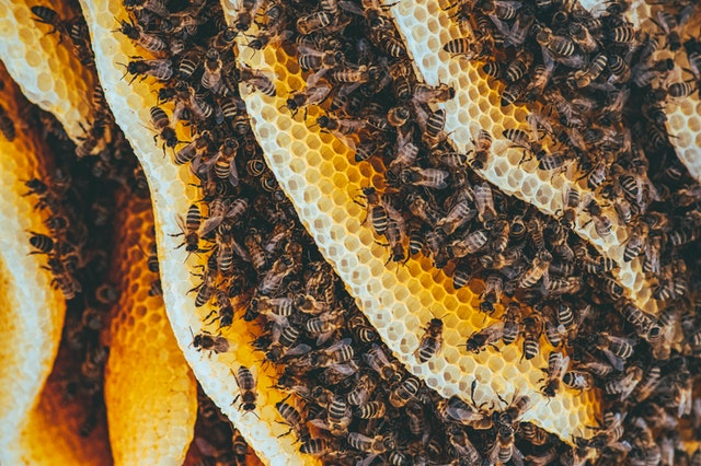 Cire d'abeille issu de l'agriculture biologique pour la fabrication de  cosmétiques