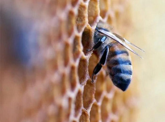Les nombreux bienfaits de la cire d'abeille