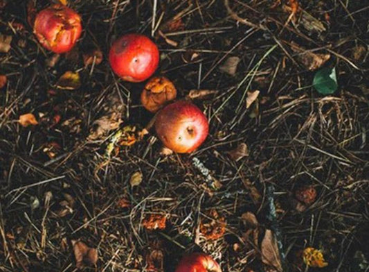 Faire son propre compost (même en appartement), c'est possible!