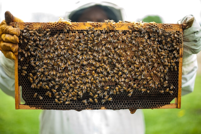 Film alimentaire cire d'abeille